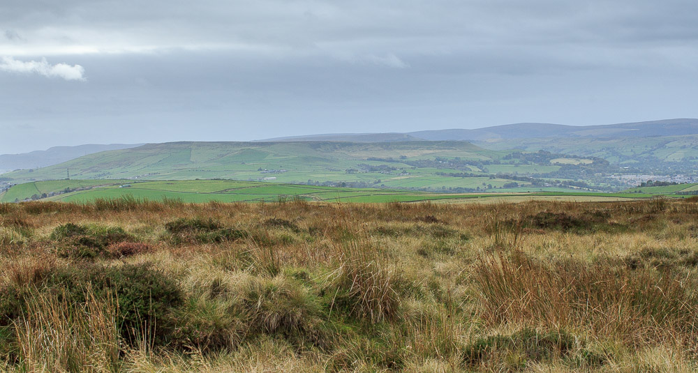Combs Moss